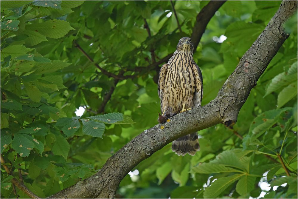 Junghabicht mit Amsel