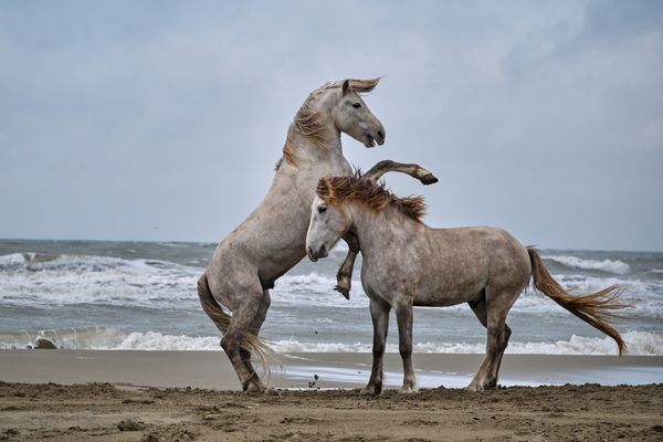 Junghengste am Strand