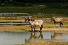 Junghengste und der Leithengst