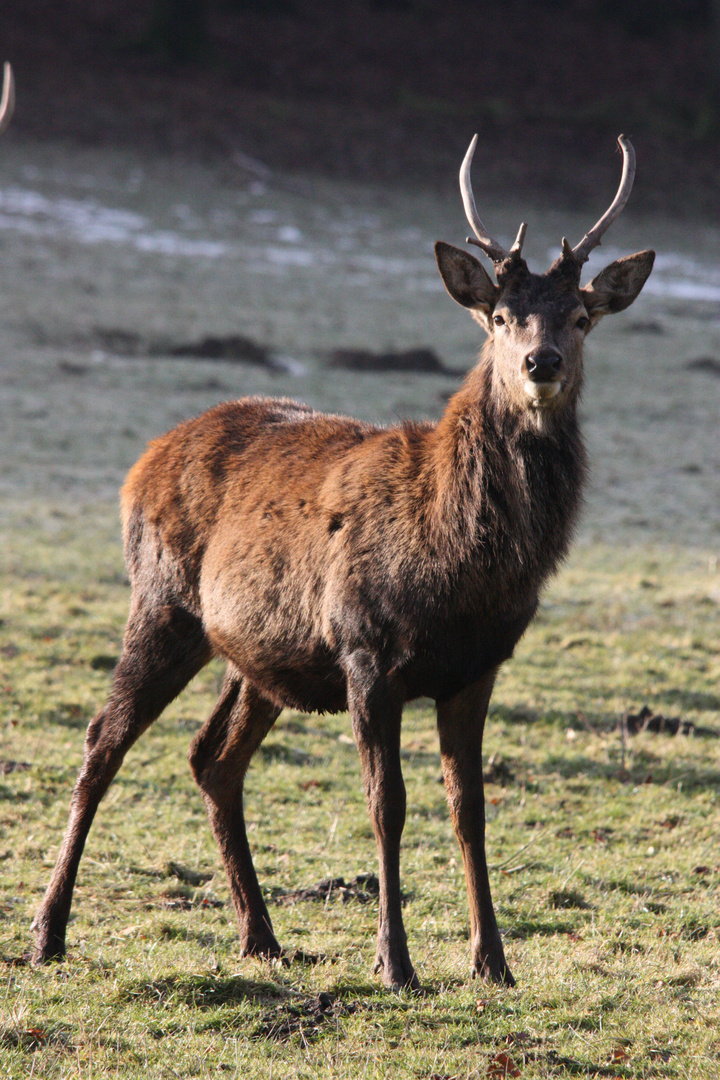 Junghirsch im Wildwald Voßwinkel