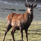 Junghirsch im Wildwald Voßwinkel