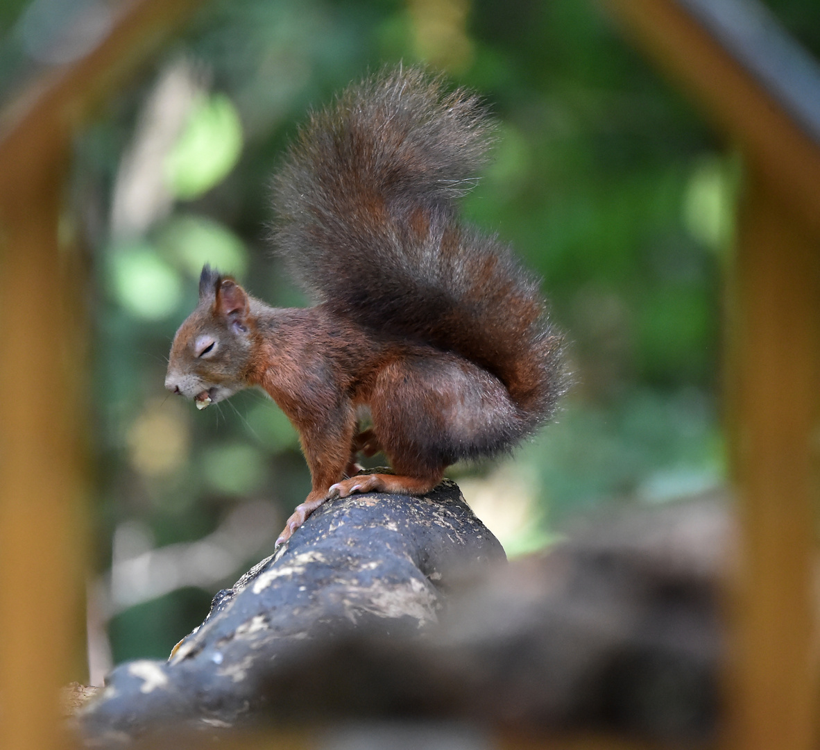 Junghörnchen hinterm Häuschen