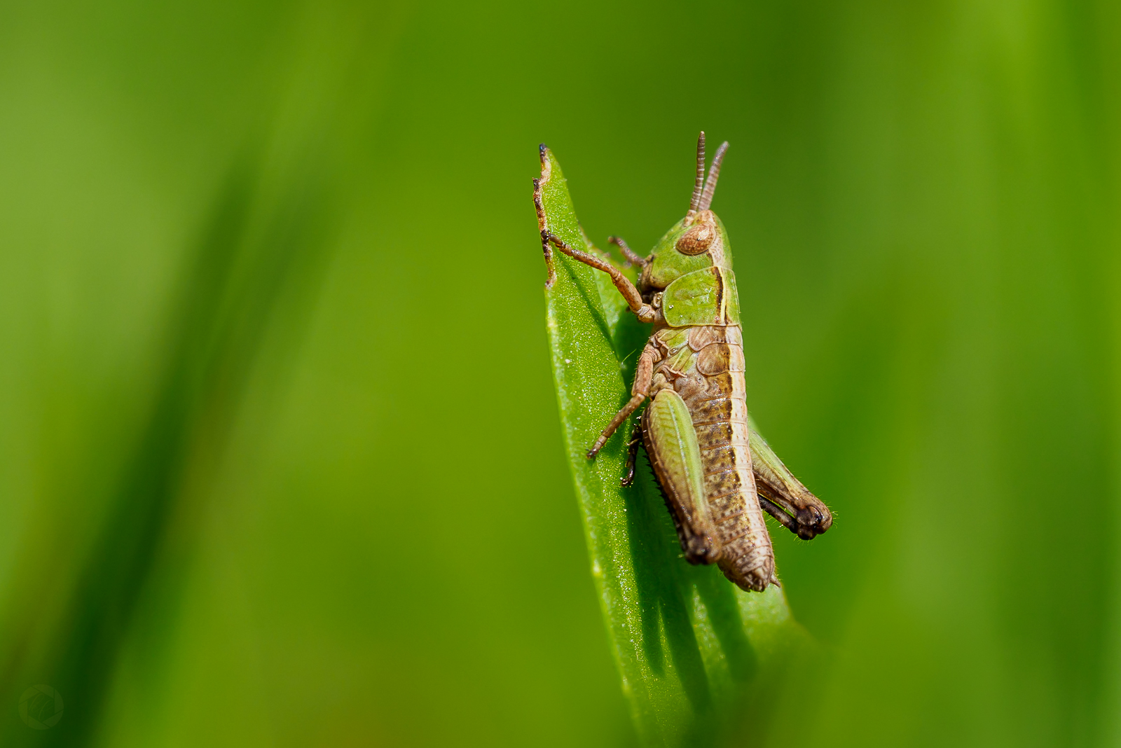 Junghopper 