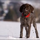 Junghündin Lea beim Jagdtraining