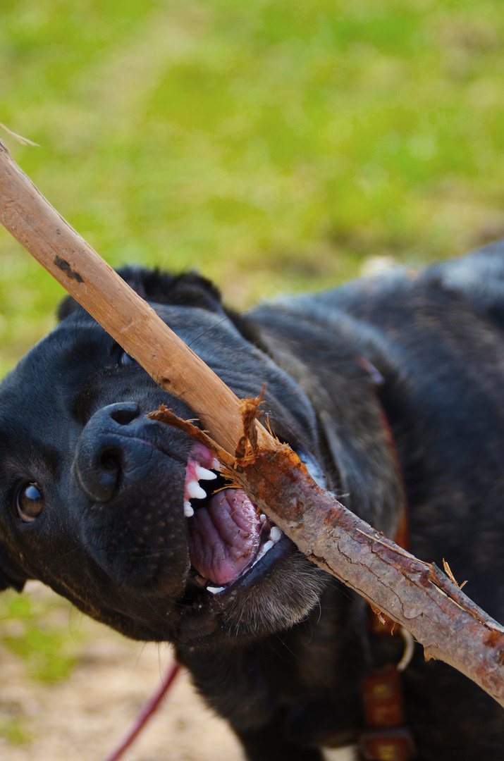 Junghund beim Holz "hacken"