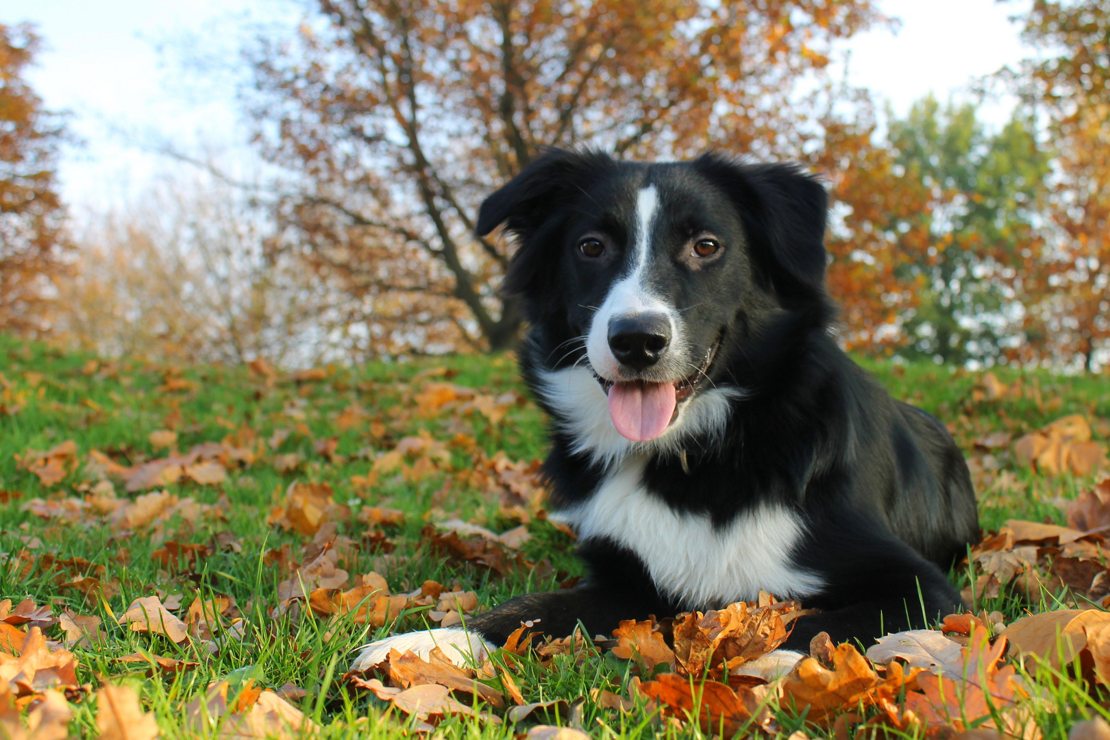 Junghund im Herbst