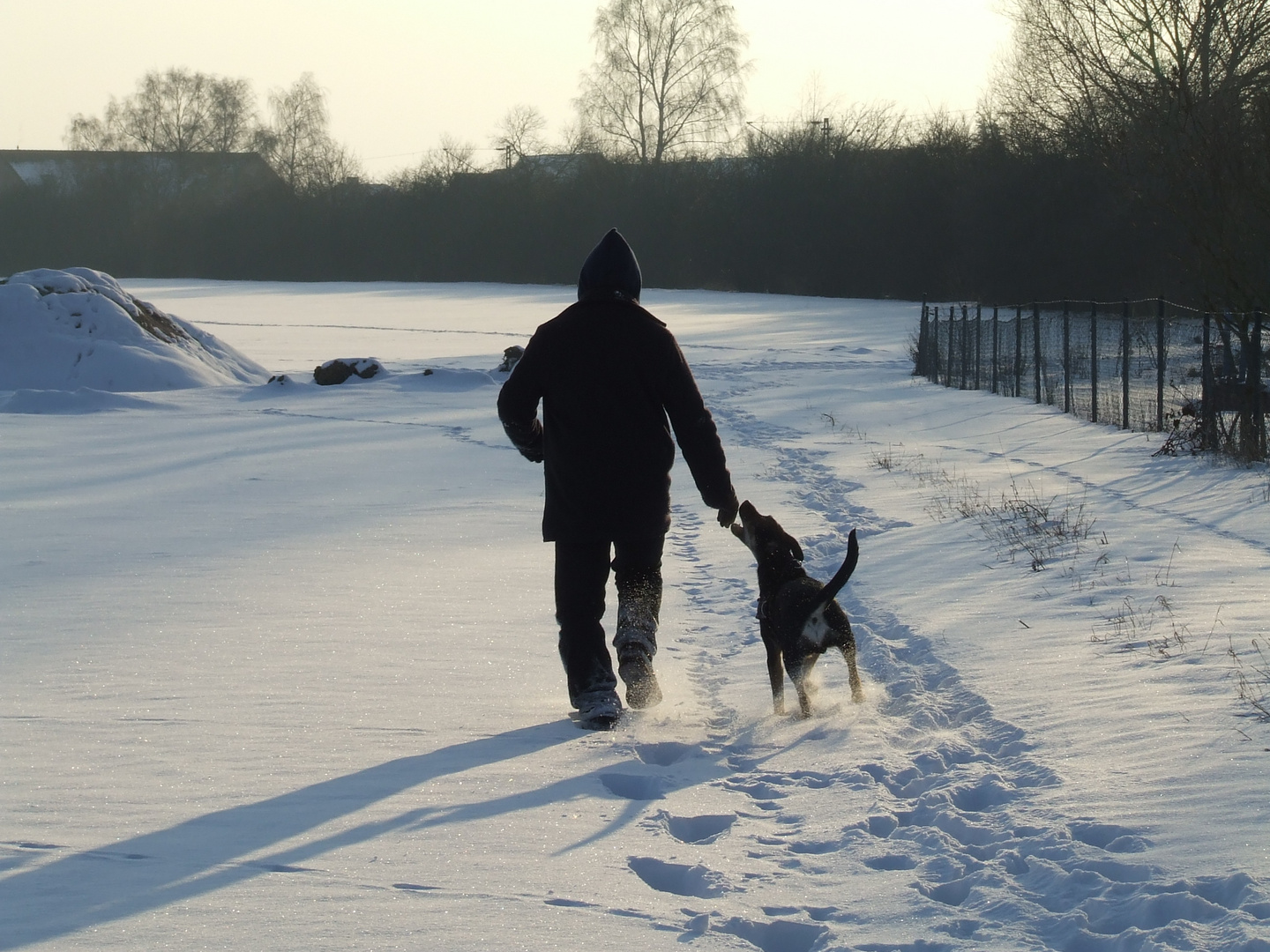 Junghund im Schnee 4