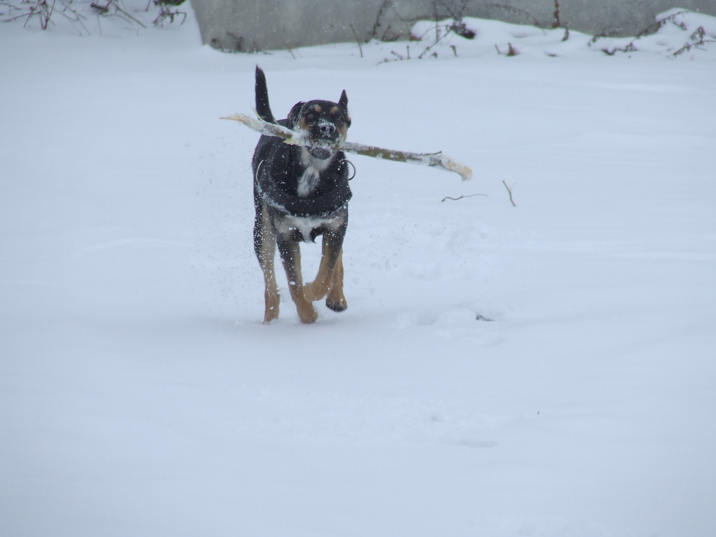 Junghund im Schnee