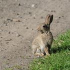 Jungkaninchen genießt die Sonne