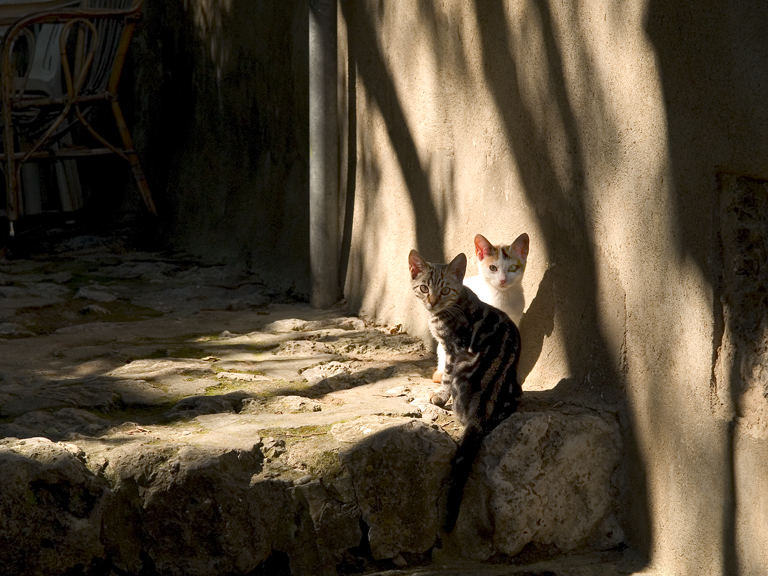 Jungkatzen in der Toskana