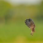 Jungkauz im Abendlicht