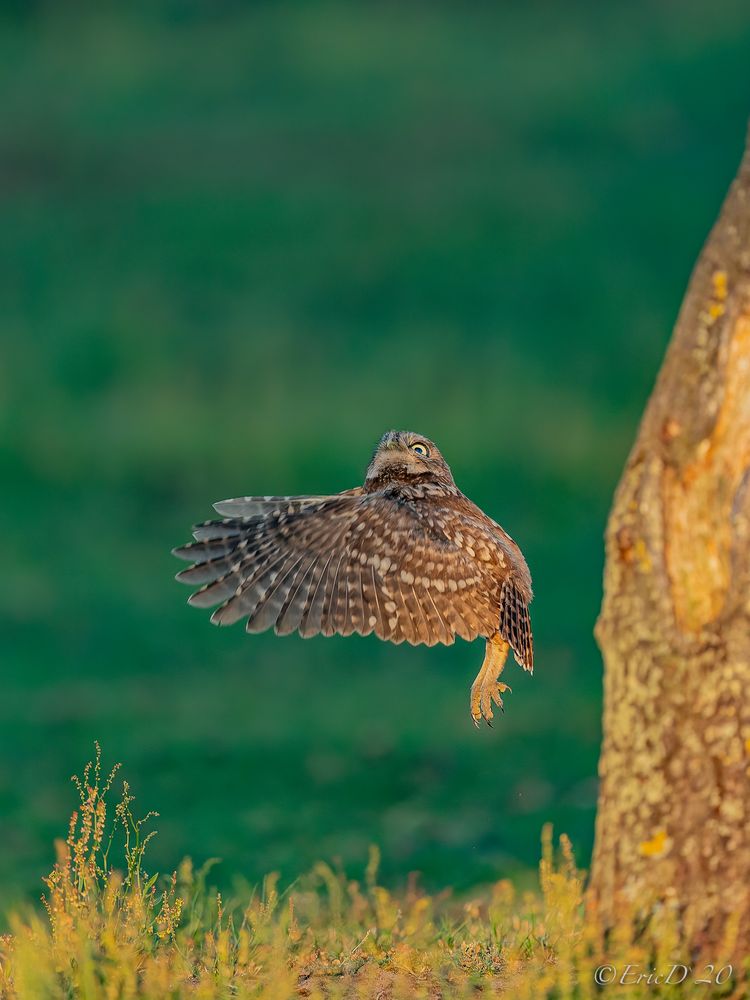 Jungkauz im Abendlicht