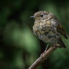 Jungkehlchen auf Erkundungstour 