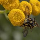 Jungkönigen mit zwei Drohnen