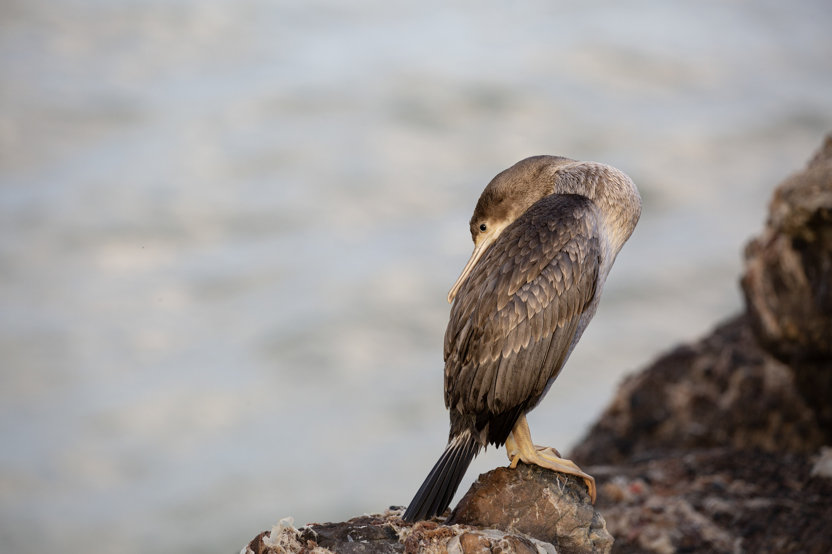 Jungkormoran am Pier von Oamaru / NZ