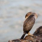 Jungkormoran am Pier von Oamaru / NZ