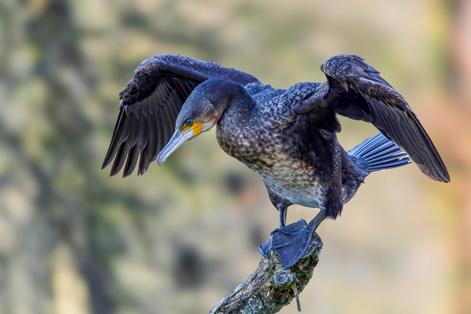 Jungkormoran / Juvenile cormorant