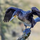 Jungkormoran / Juvenile cormorant