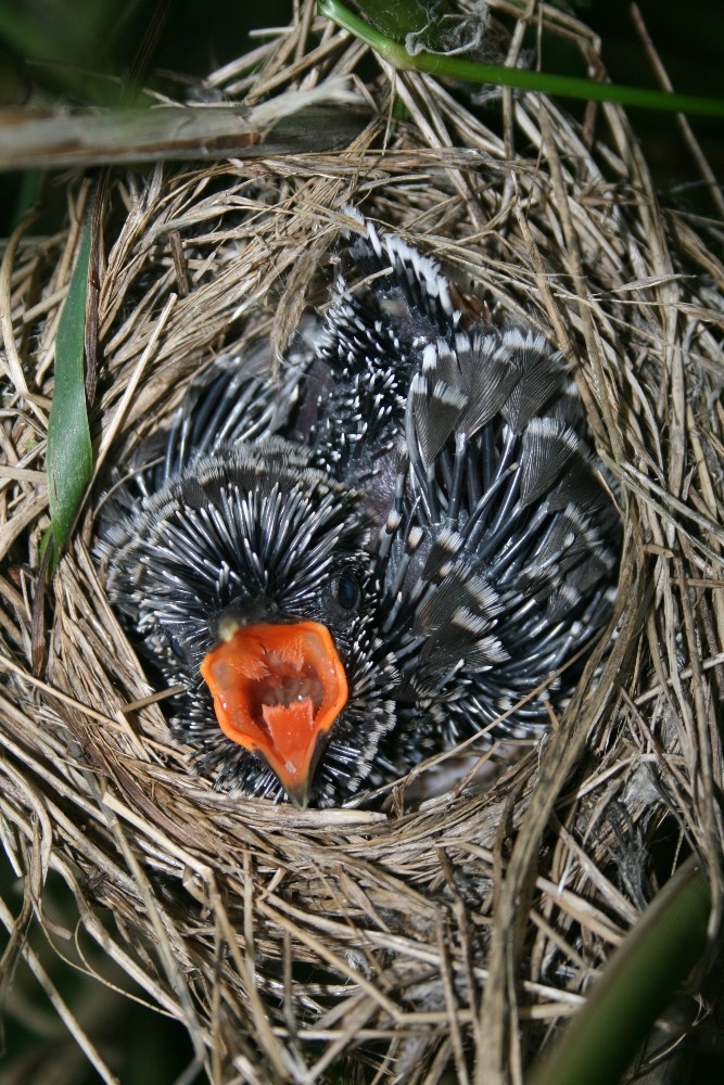 Jungkuckuck in Sumpfrohrsängernest