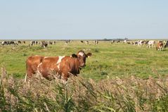 Jungkühe bei Westerhever