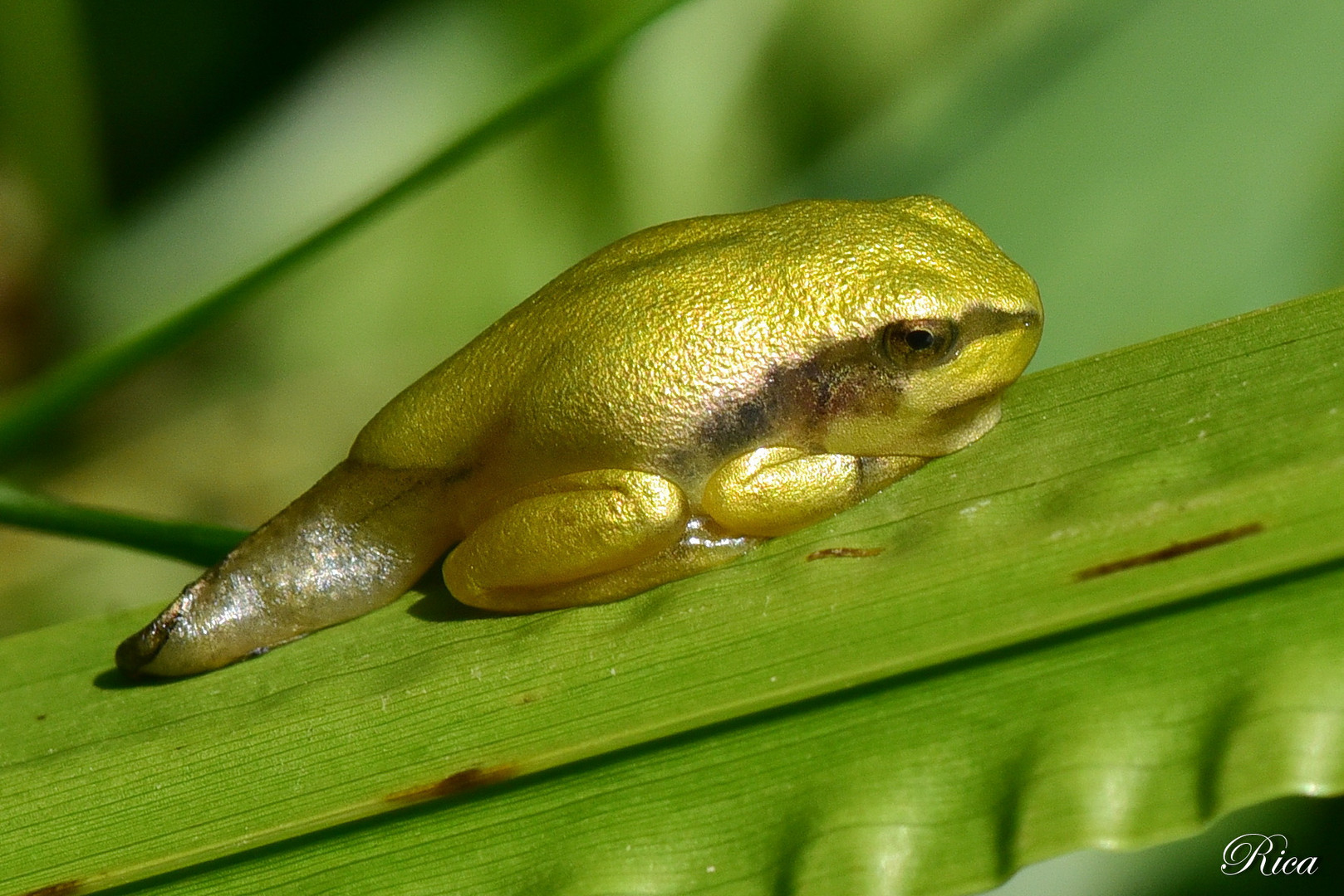 Junglaubfrosch nicht grösser als 1,5 cm