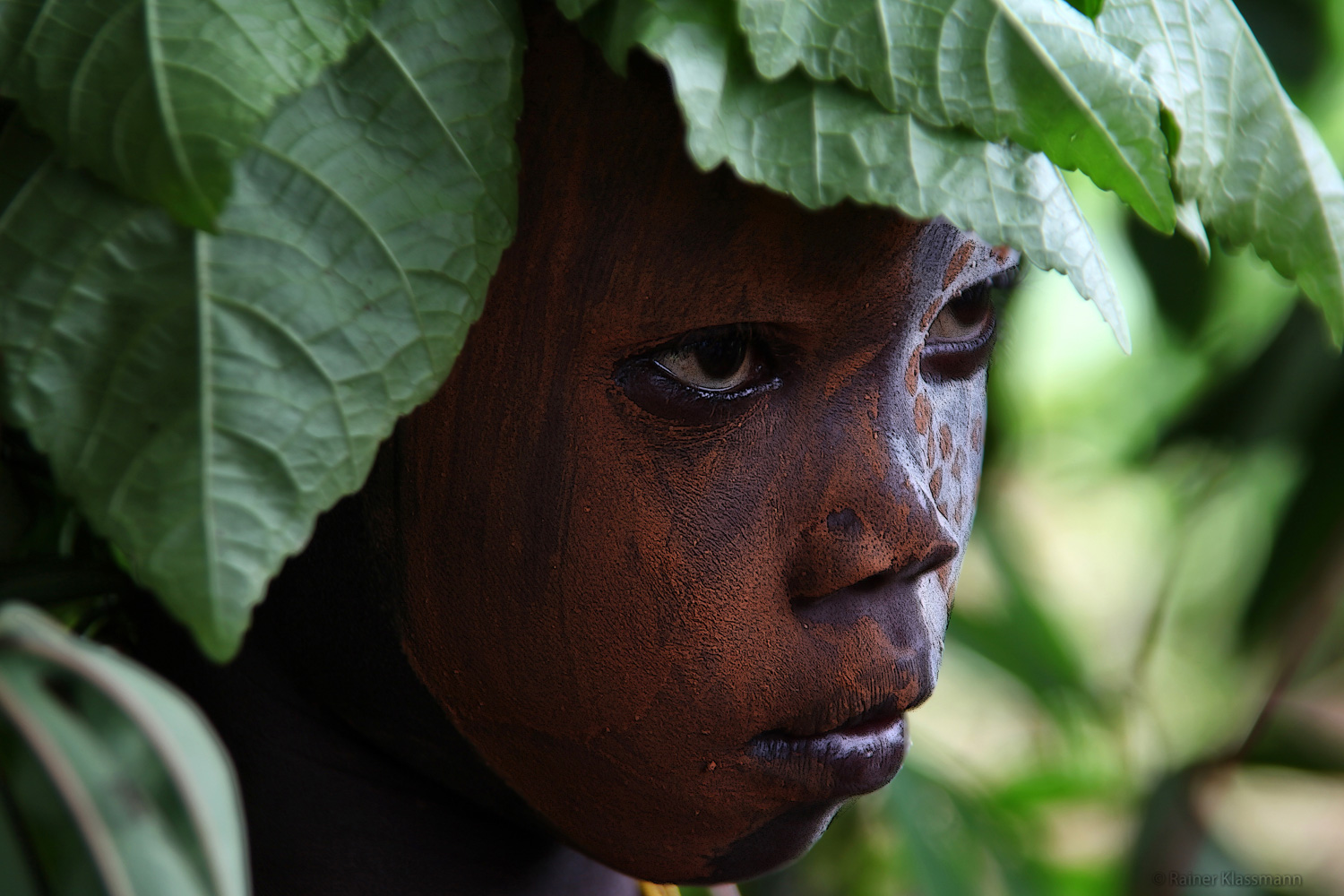 Jungle boy