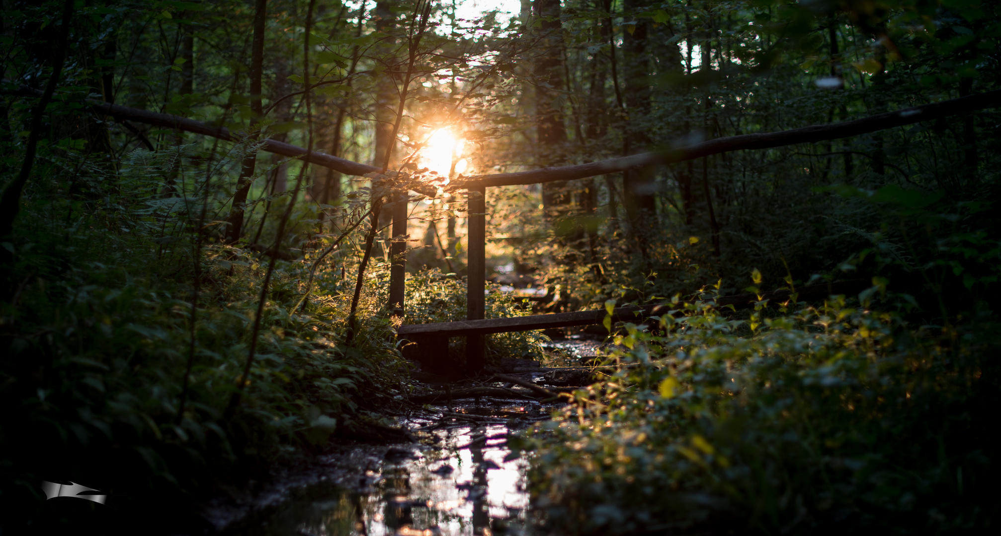 Jungle bridge