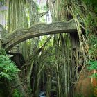 Jungle-Brücke