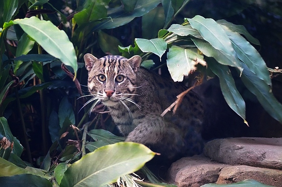 * Jungle Cat *