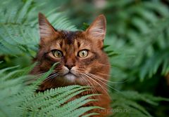 Jungle-Cat