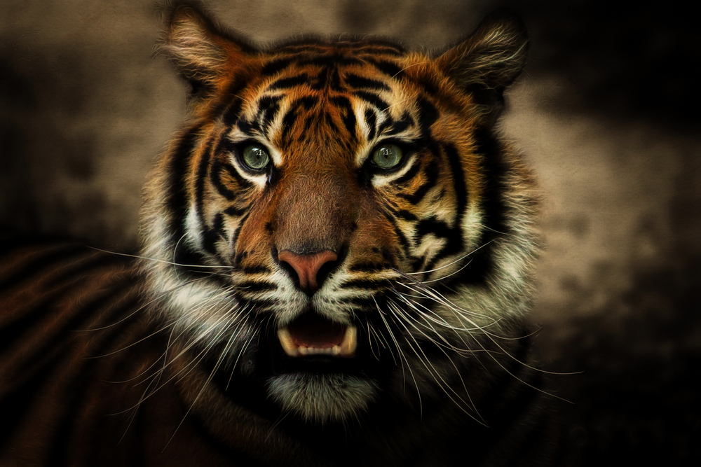 "jungle cat" by Johnny Brambach