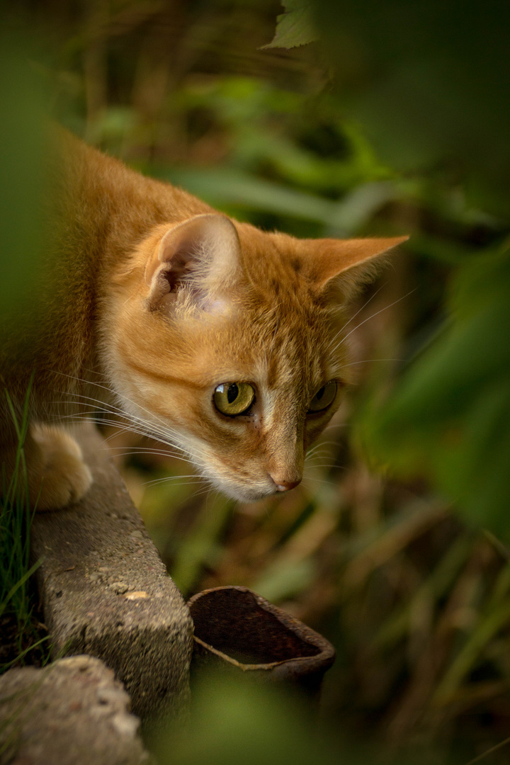 Jungle Cat