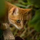 Jungle Cat