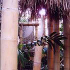 Jungle Dome