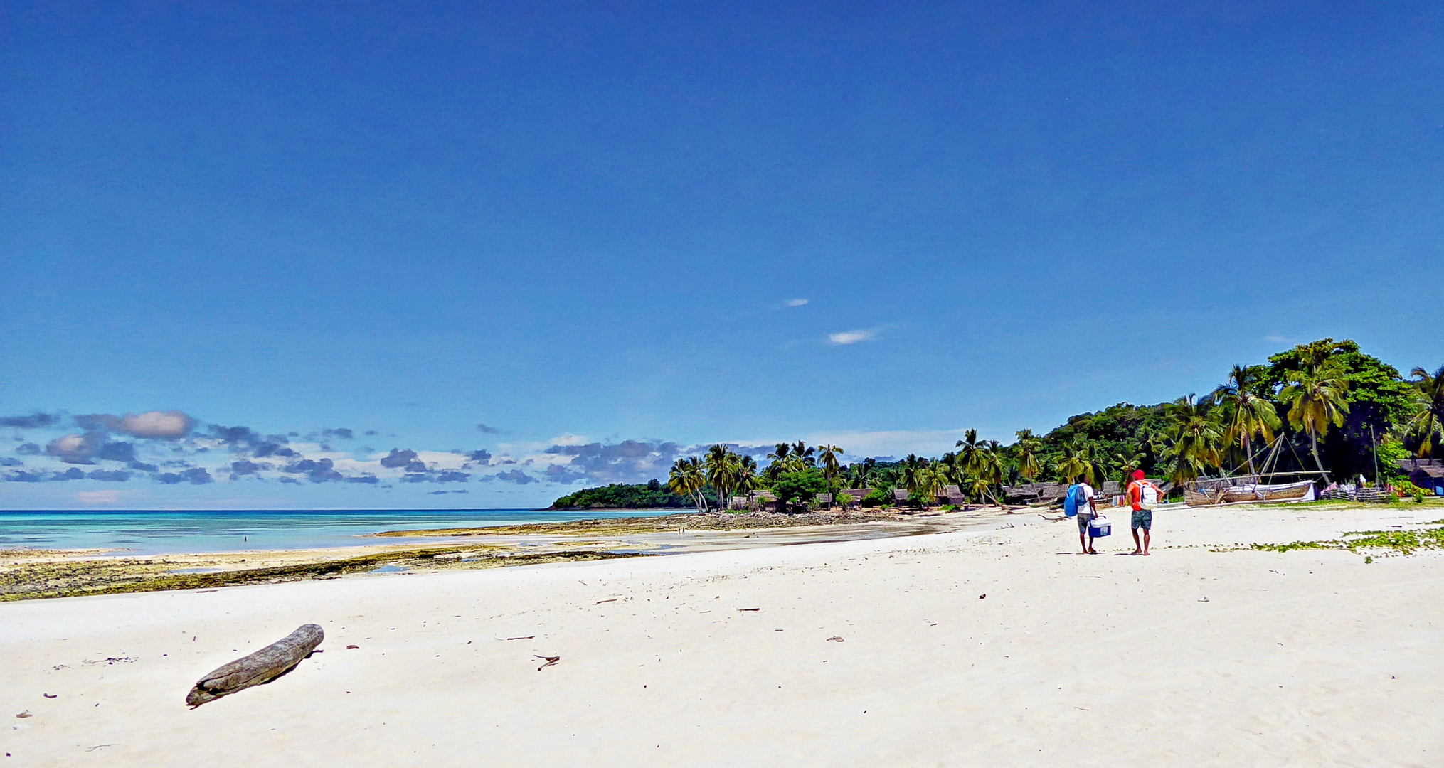 jungle en bord de mer