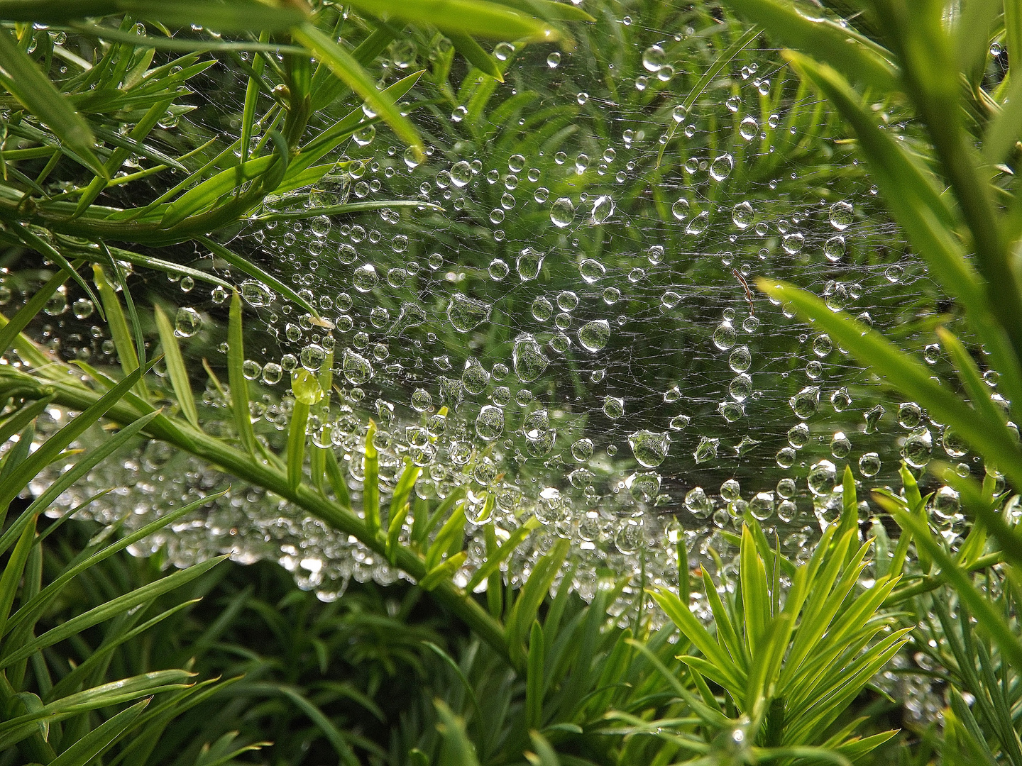 Jungle étoilée de perles d'eau