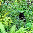 Jungle-Kitty