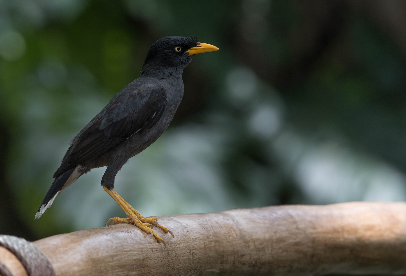 Jungle Myna