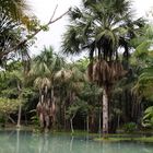 Jungle near Amazonas 0329