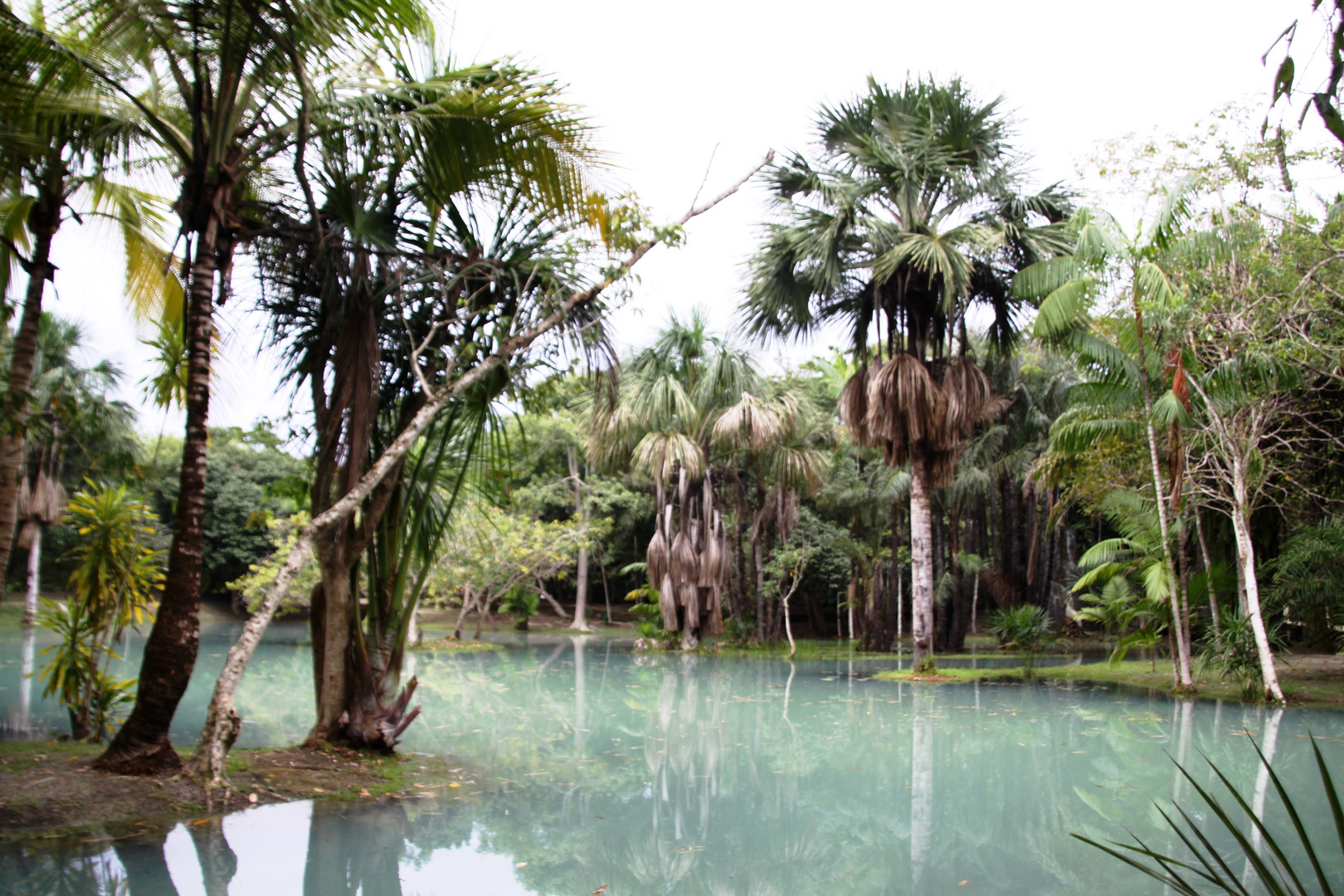 Jungle near Amazonas 0330