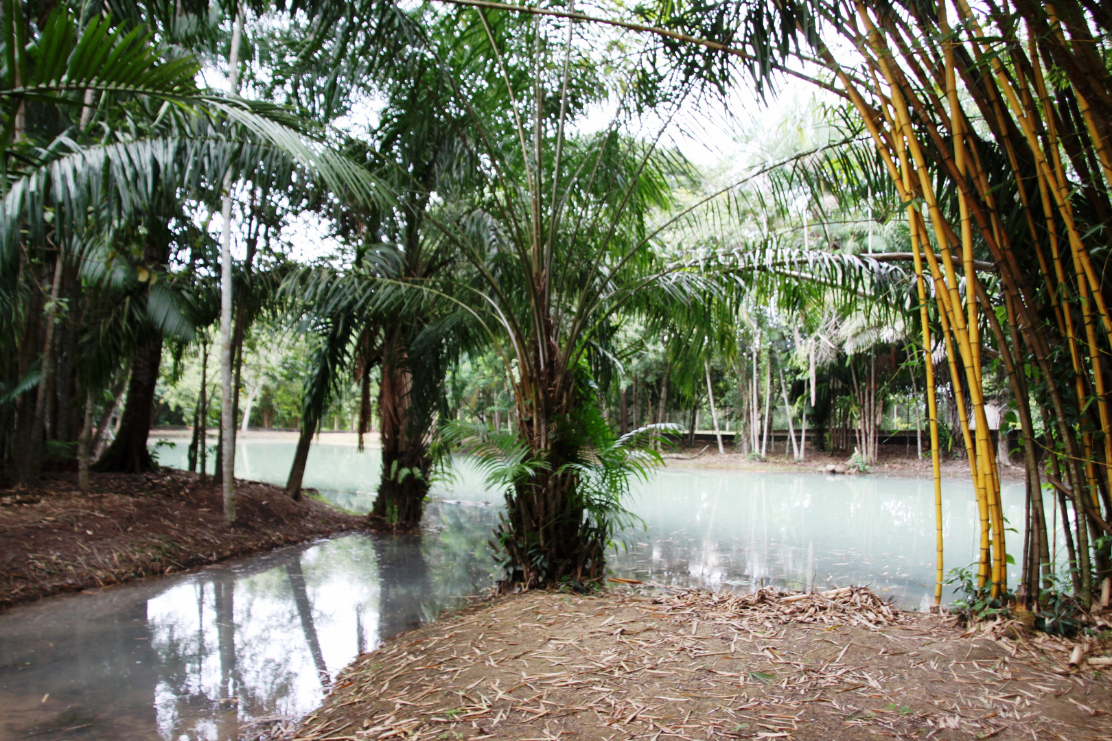 Jungle near Amazonas 0357