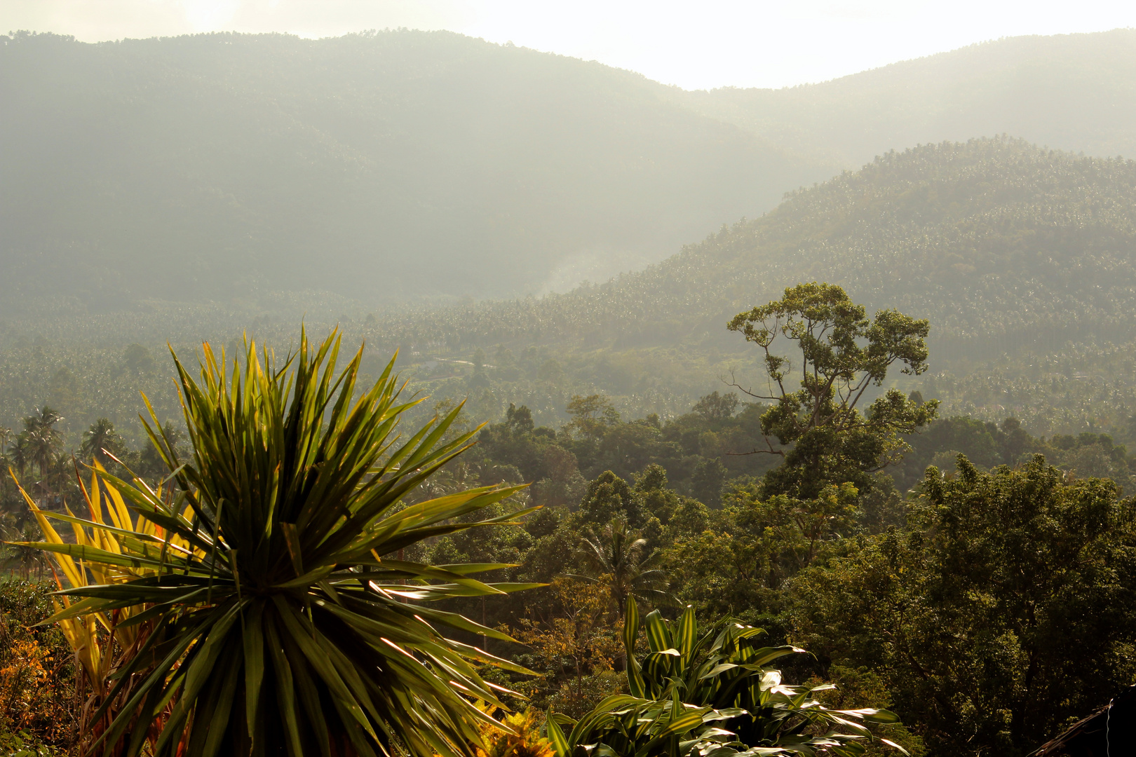 Jungle of Thailand