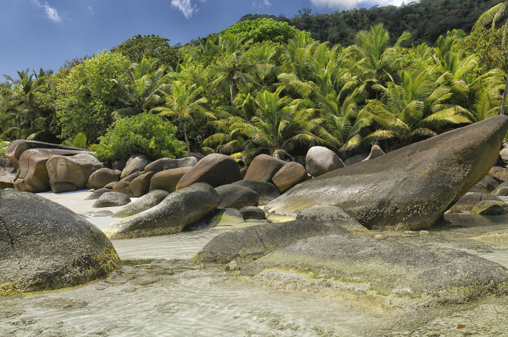 Jungle of the Seychelles