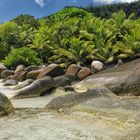 Jungle of the Seychelles