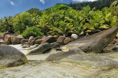 Jungle of the Seychelles