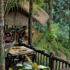 ..jungle restaurant..