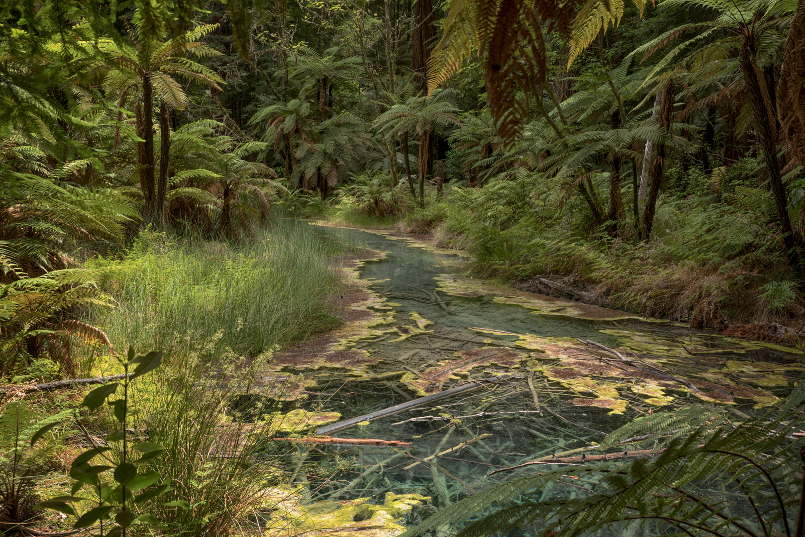 Jungle scene Foto & Bild | australia & oceania, new zealand, bay of