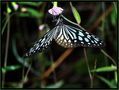 Jungle Schmetterling von Tony Wolx (3)