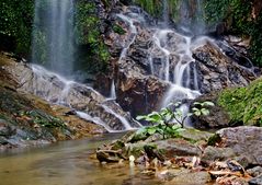 Jungle shower