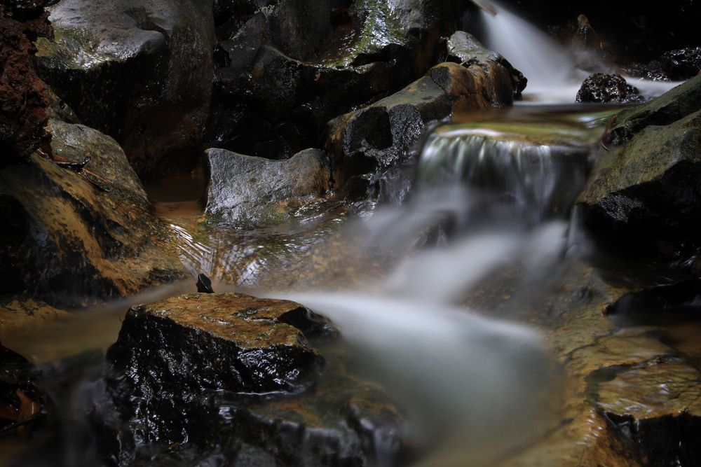 Jungle Spring